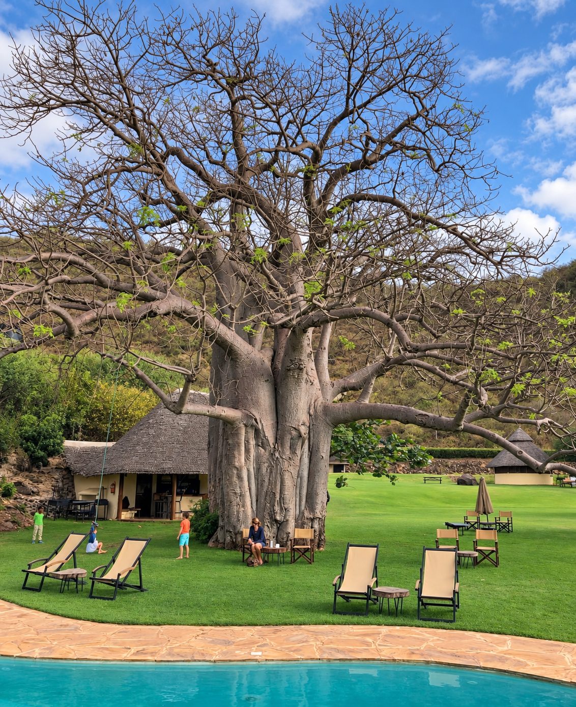 Large baobab tree on the lawn beside the pool