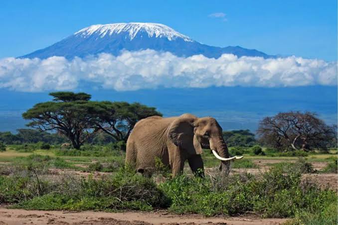 Elephant with Mount Kilimanjaro in the background