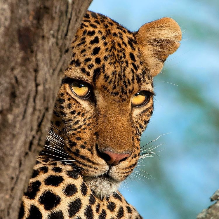 Leopard peeking from behind a tree