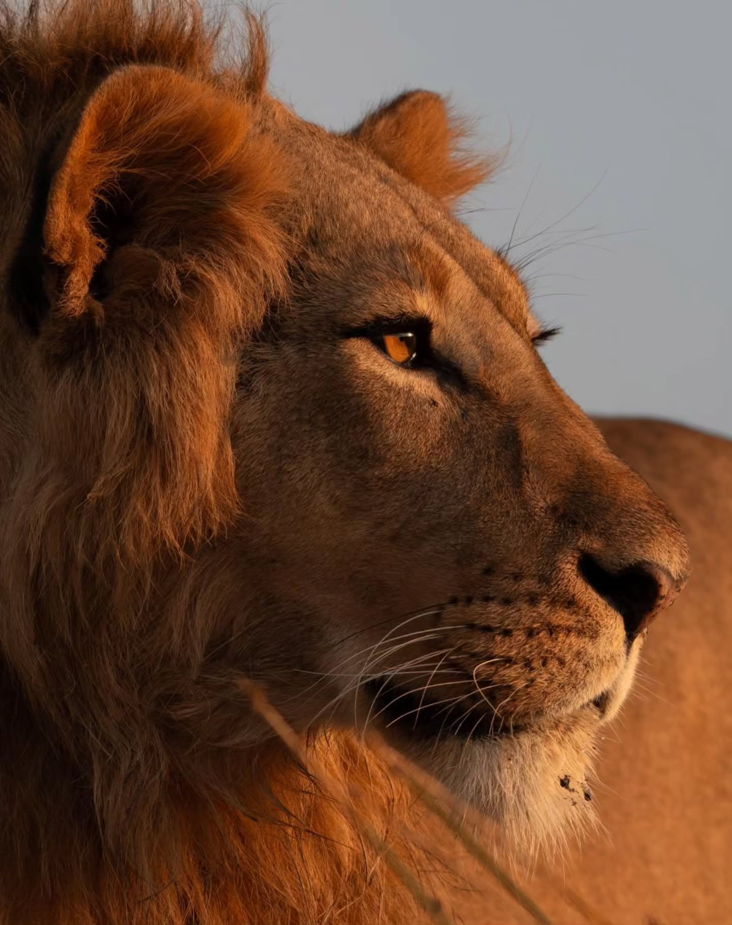 Lion in golden morning light