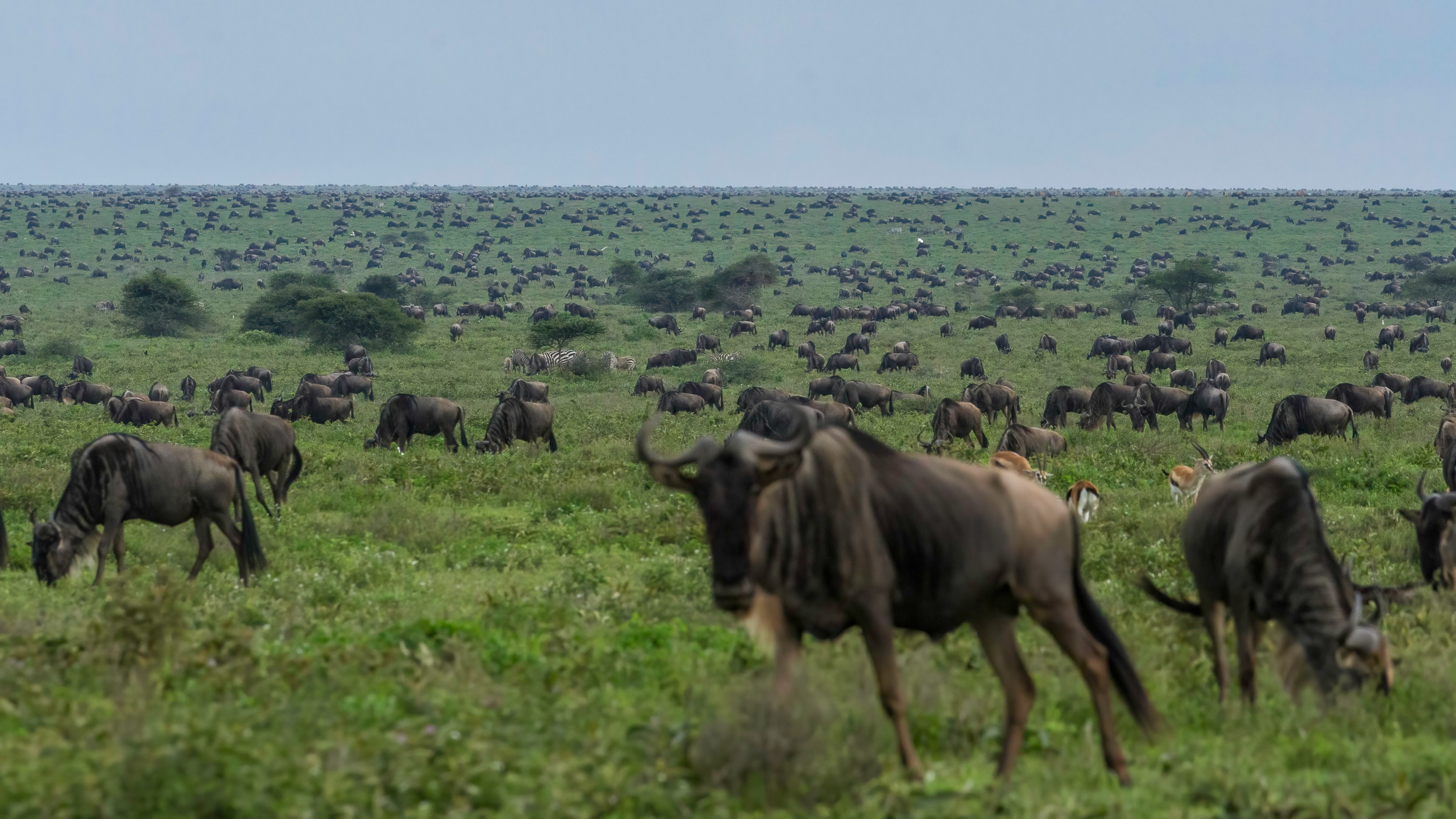 4-Day Fly in Tanzania Great Migration